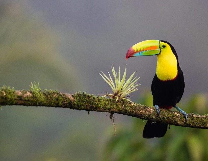 CNRE Costa Rica